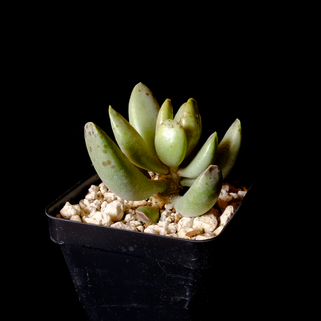 Adromischus 