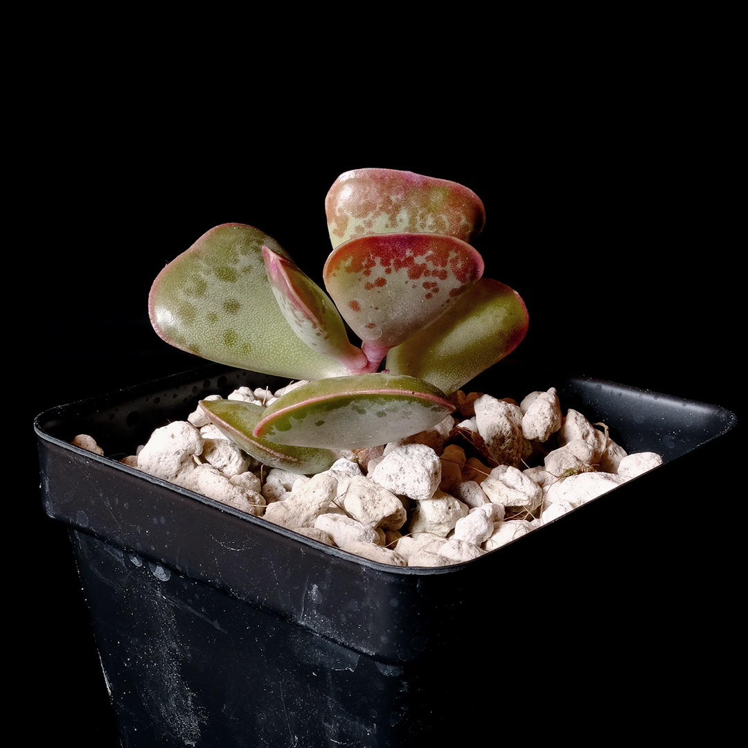 Adromischus triflorus 
