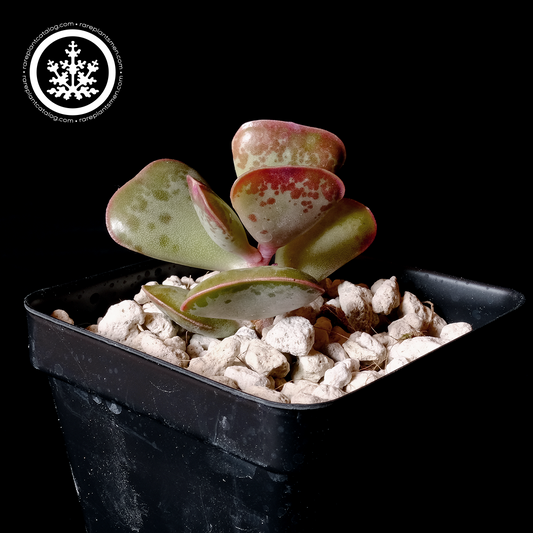 Adromischus triflorus "Calico Hearts"