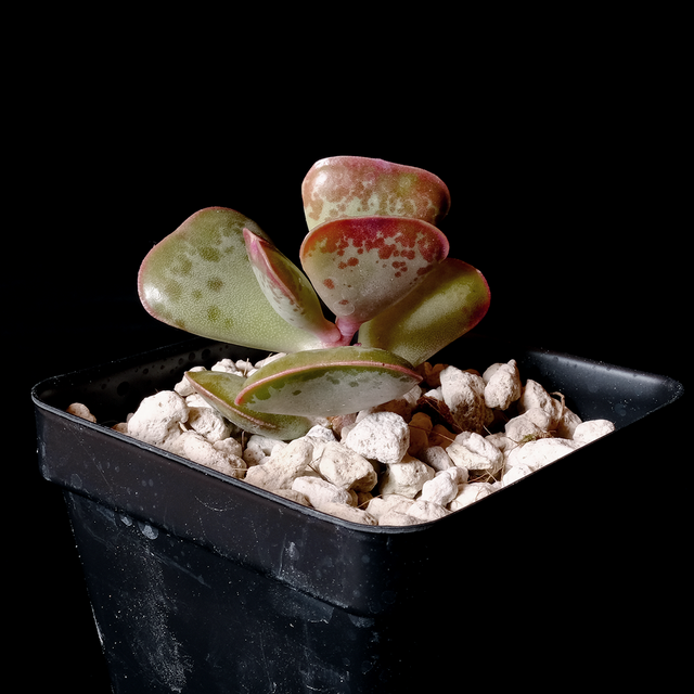 Adromischus triflorus 