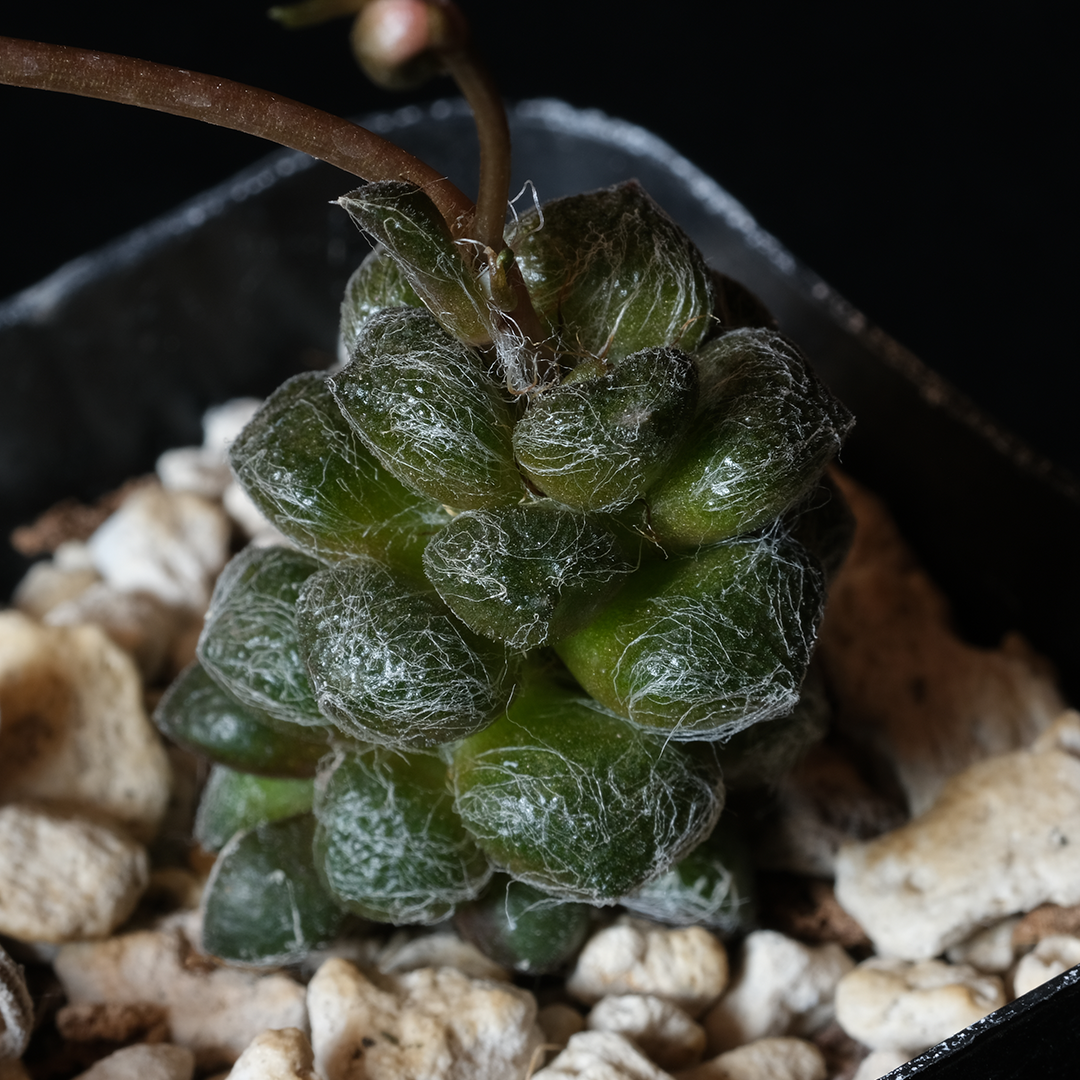 Anacampseros baeseckei