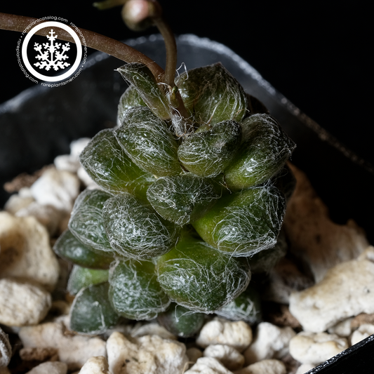 Anacampseros baeseckei