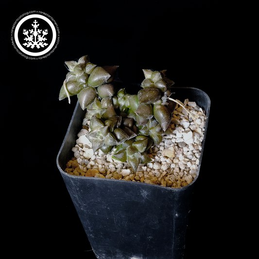 Anacampseros namaquensis (Pakhais pass)