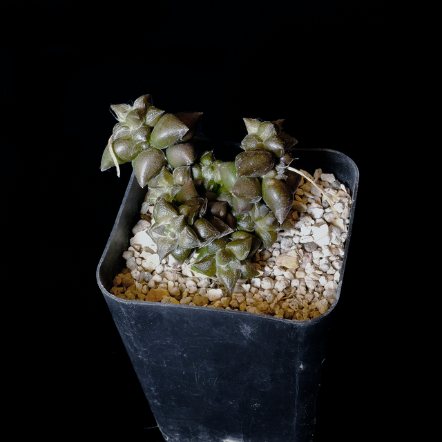 Anacampseros namaquensis (Pakhais pass)