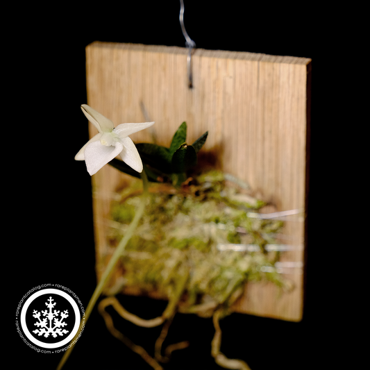 Angraecum urschianum