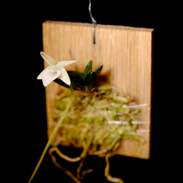 Angraecum urschianum