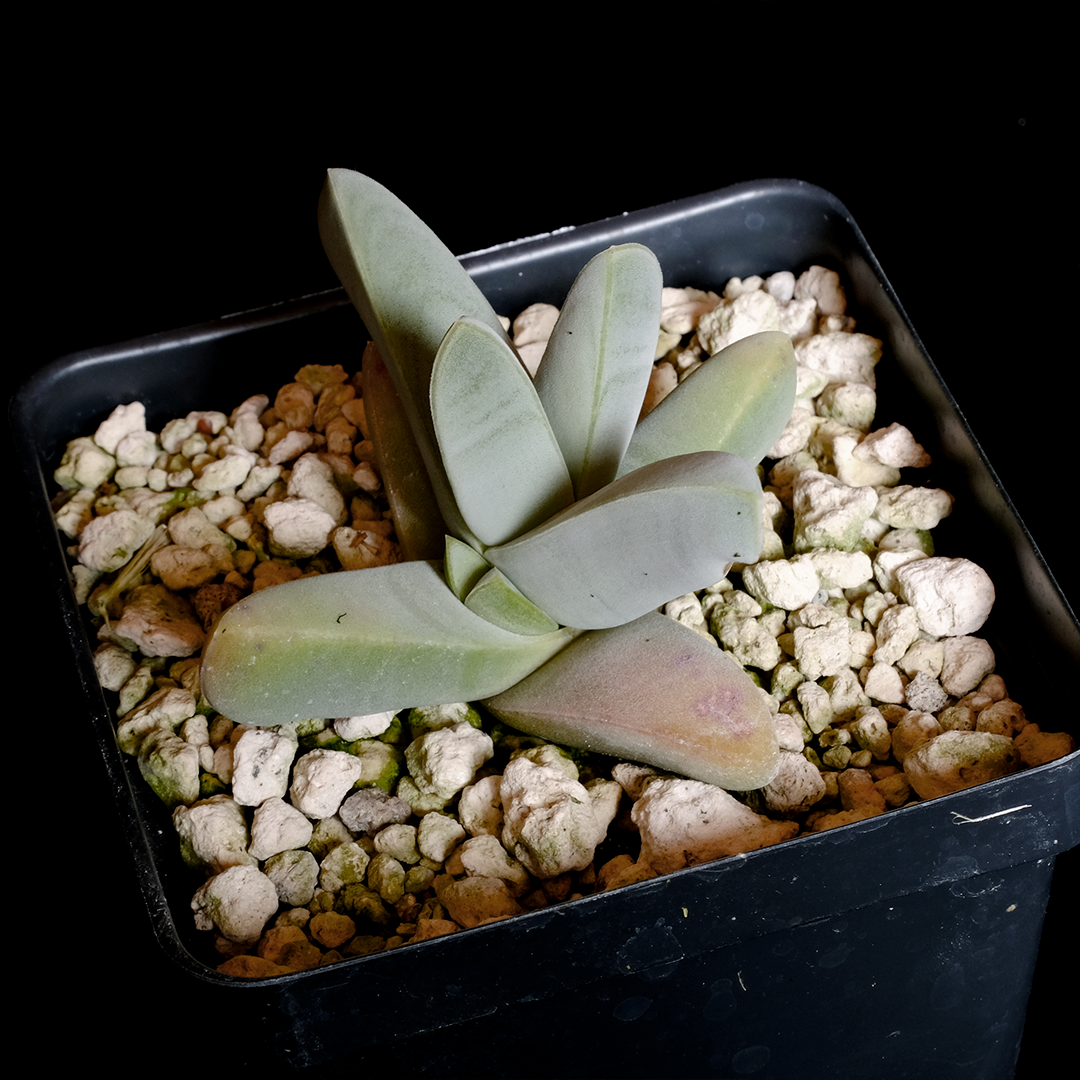 Antimima valida (J. Trager 97-52)