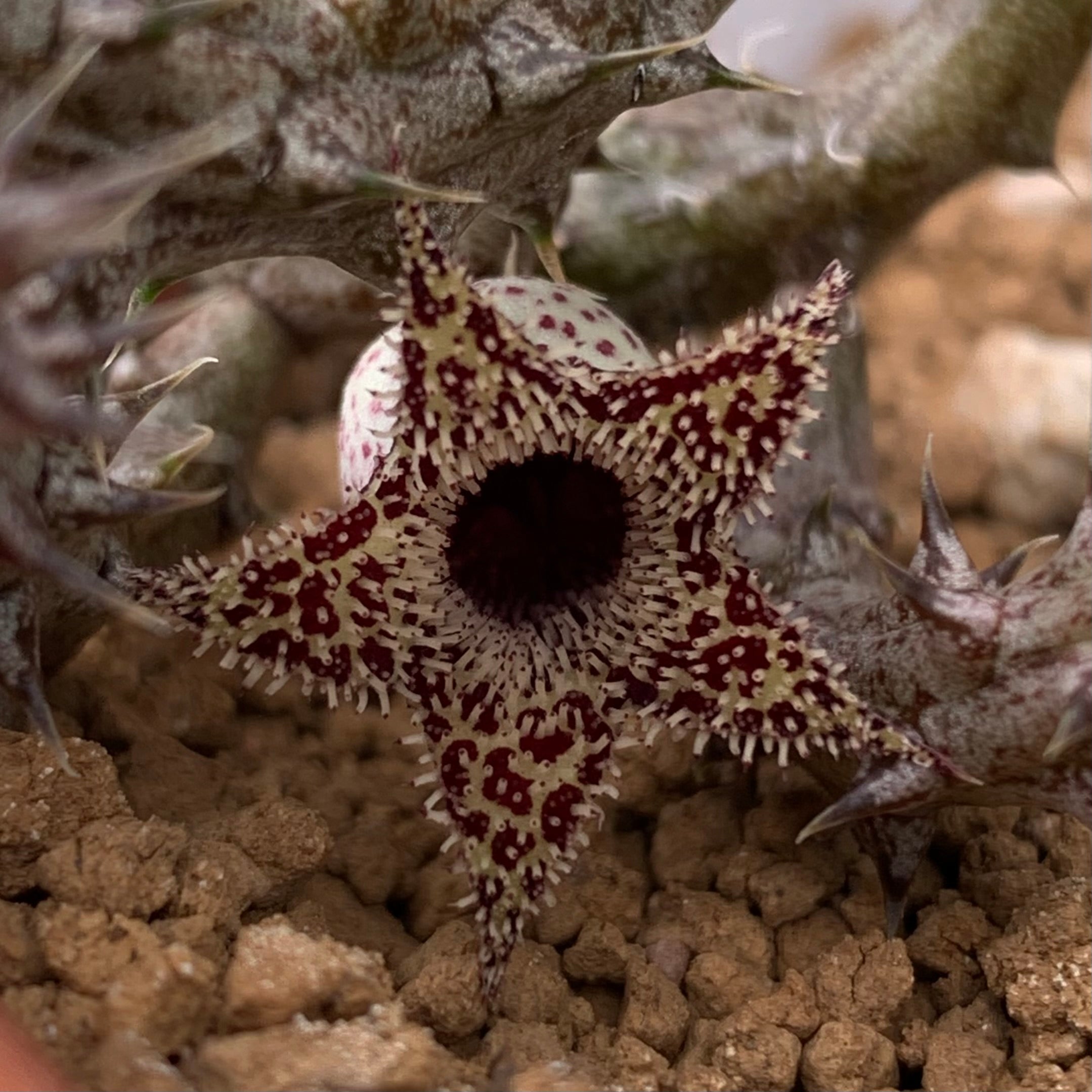 Stapelianthus decaryi