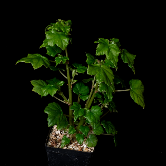 Begonia homonyma