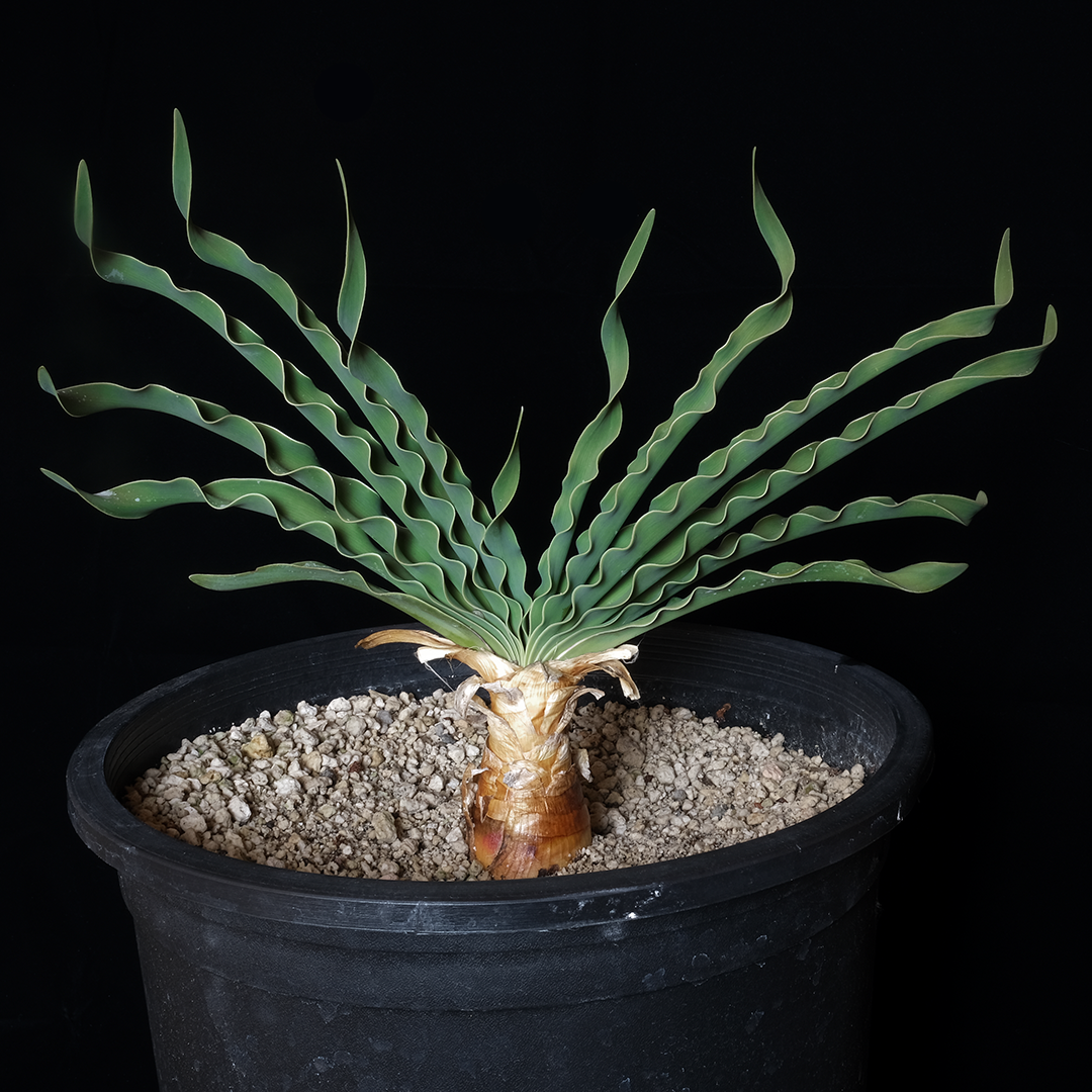 Boophone disticha XL specimen