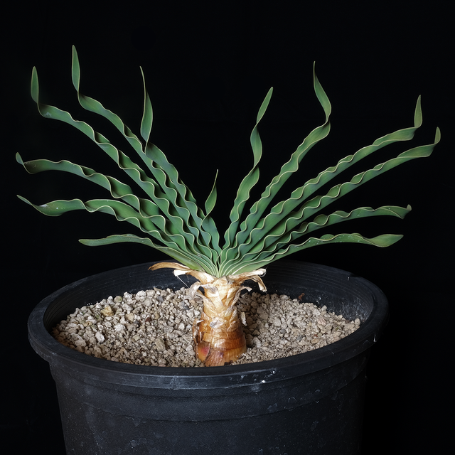 Boophone disticha XL specimen