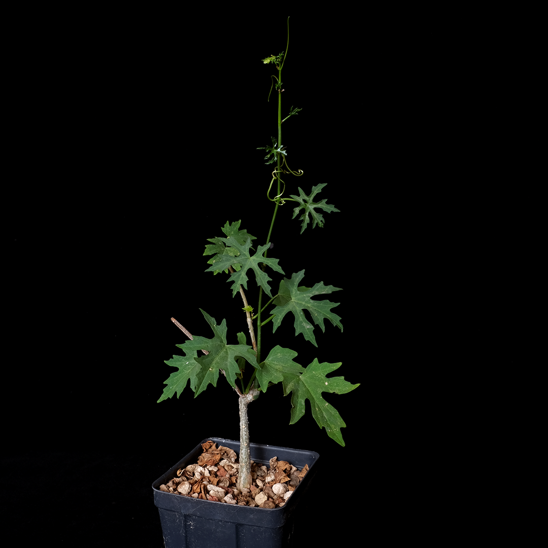 Cissus tuberosa