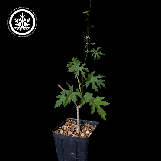 Cissus tuberosa