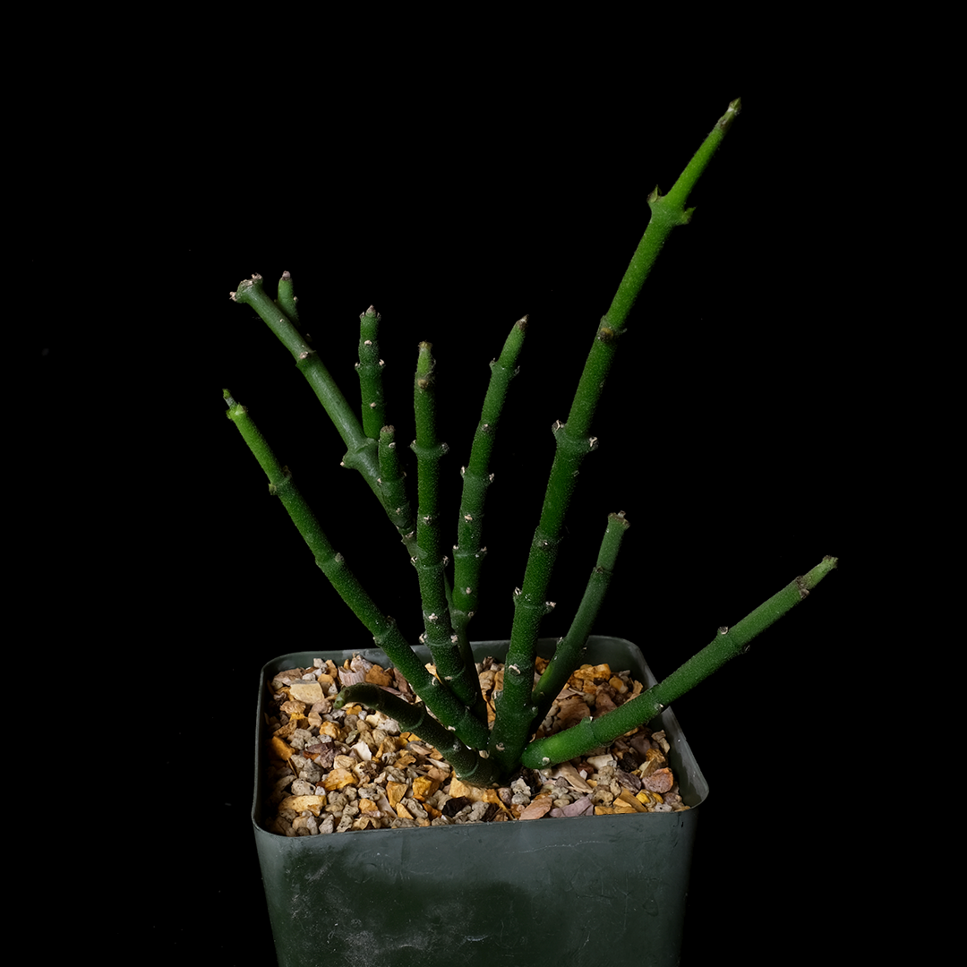 Cynanchum stoloniferum