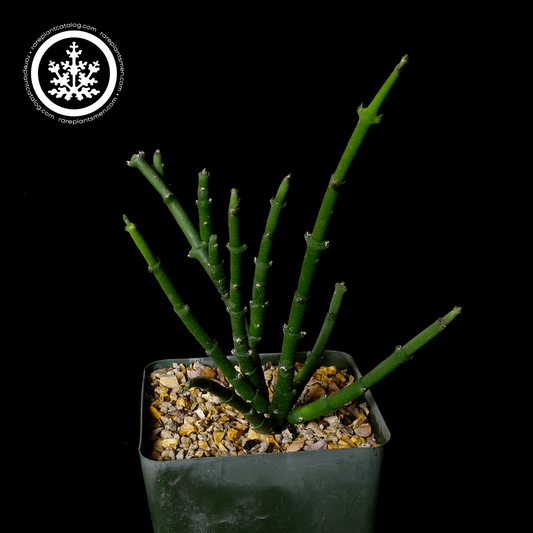 Cynanchum stoloniferum