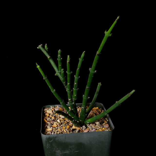 Cynanchum stoloniferum