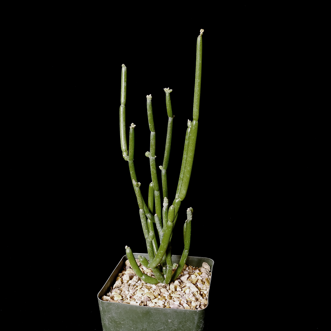 Cynanchum viminale ssp. australe