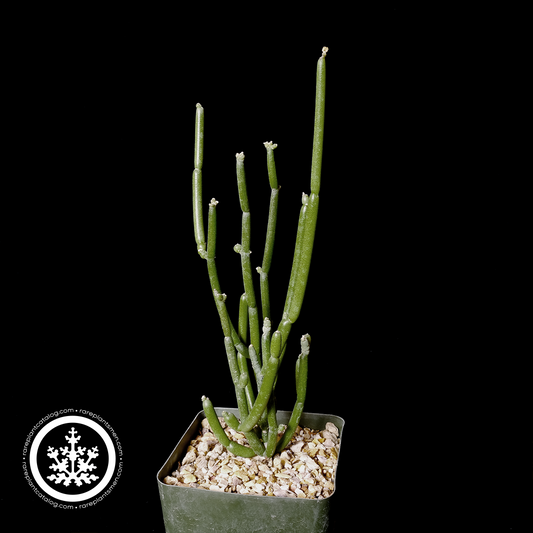 Cynanchum viminale ssp. australe