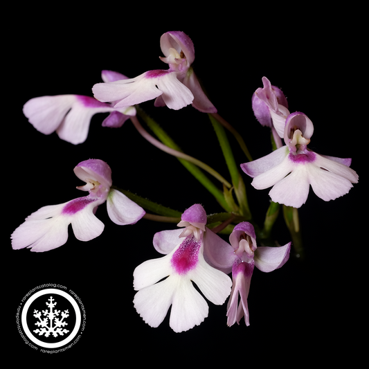 Cynorkis guttata