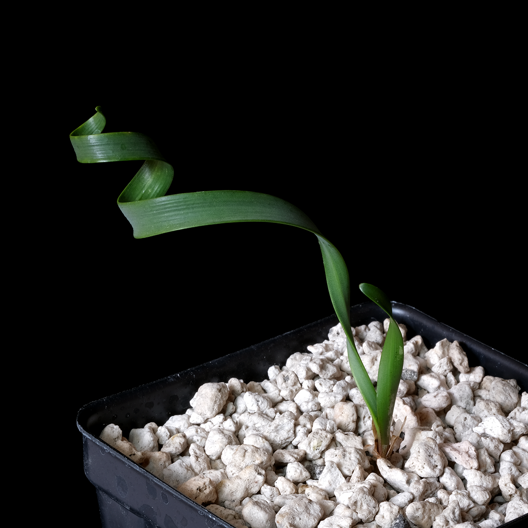 Cyrtanthus spiralis