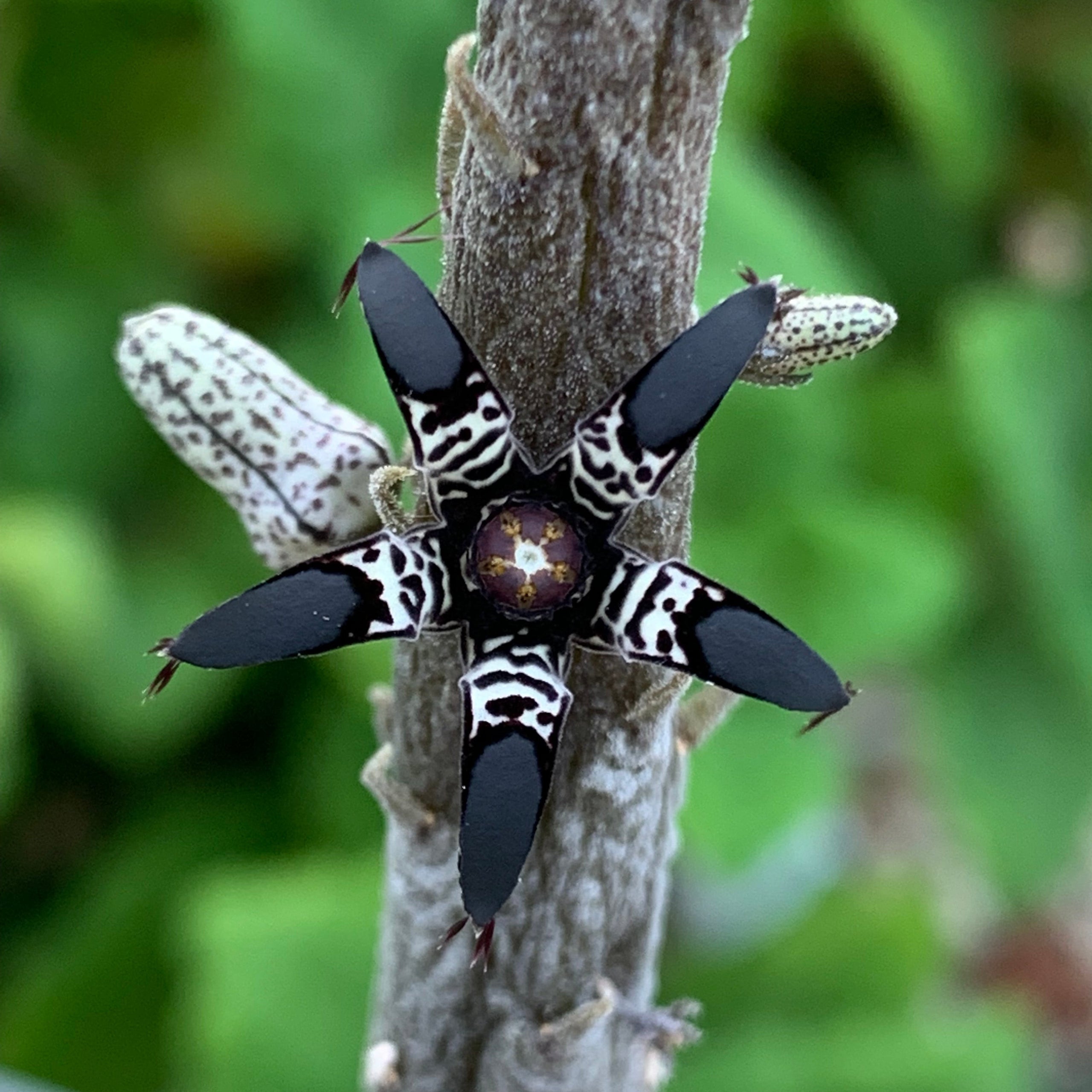 Rhytidocaulon macrolobum