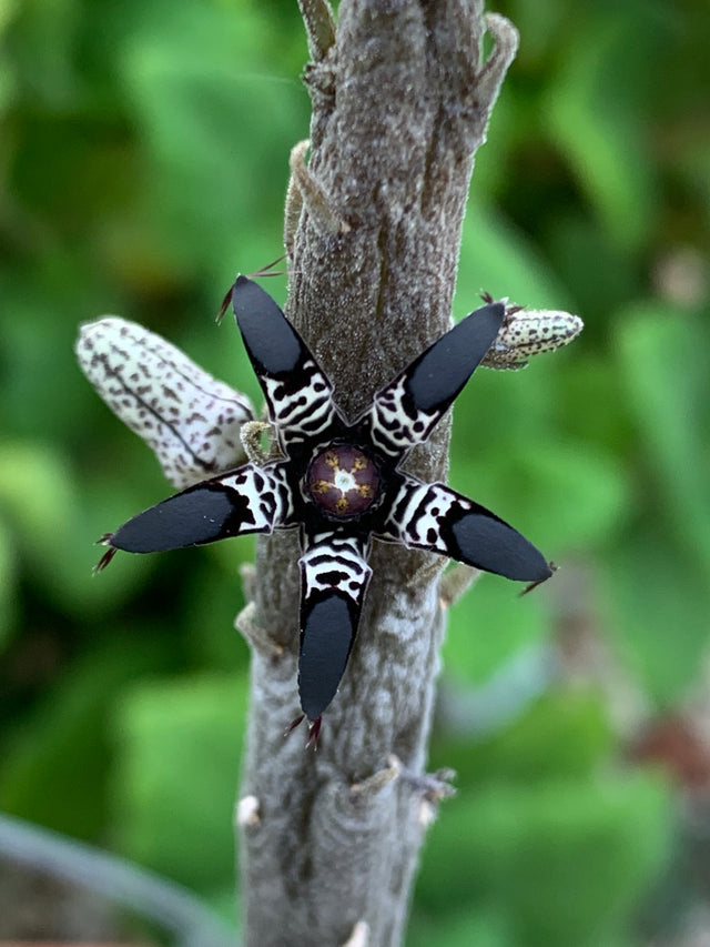 Rhytidocaulon macrolobum