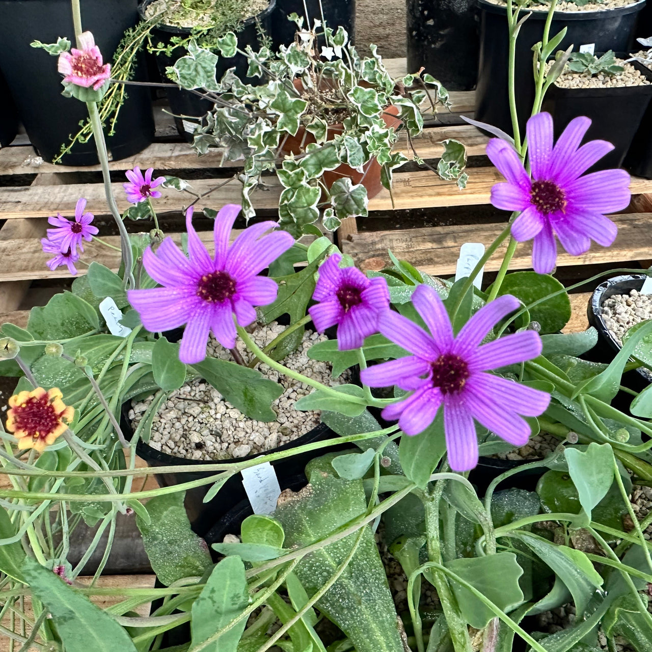 Othonna mixed-color hybrid