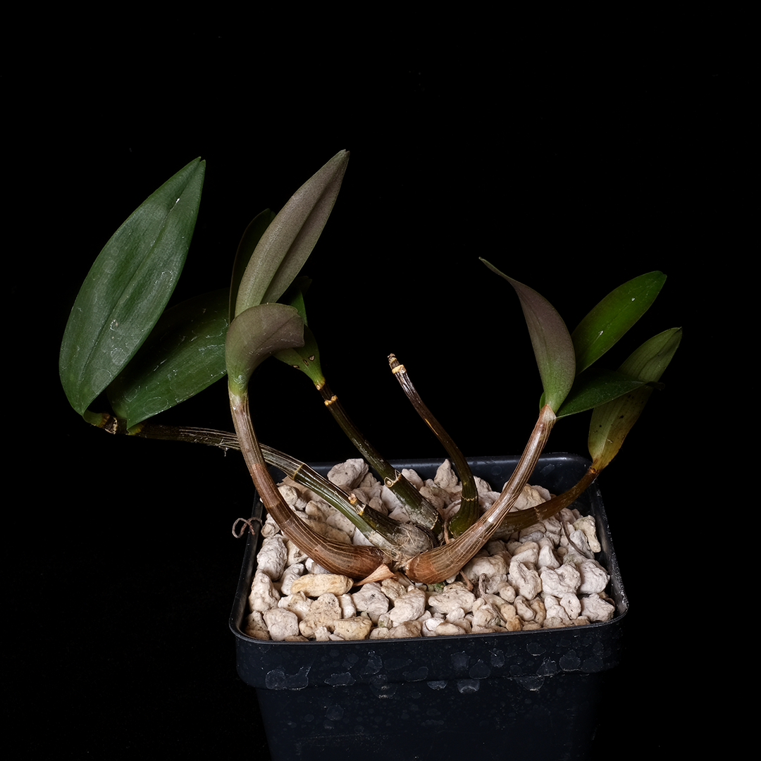 Dendrobium kingianum