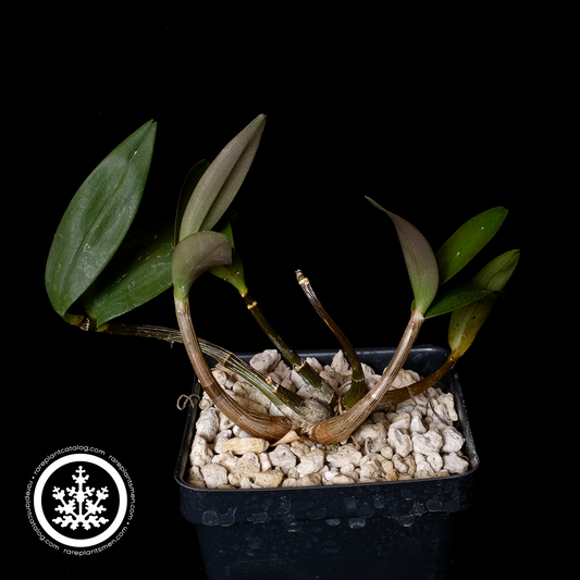Dendrobium kingianum
