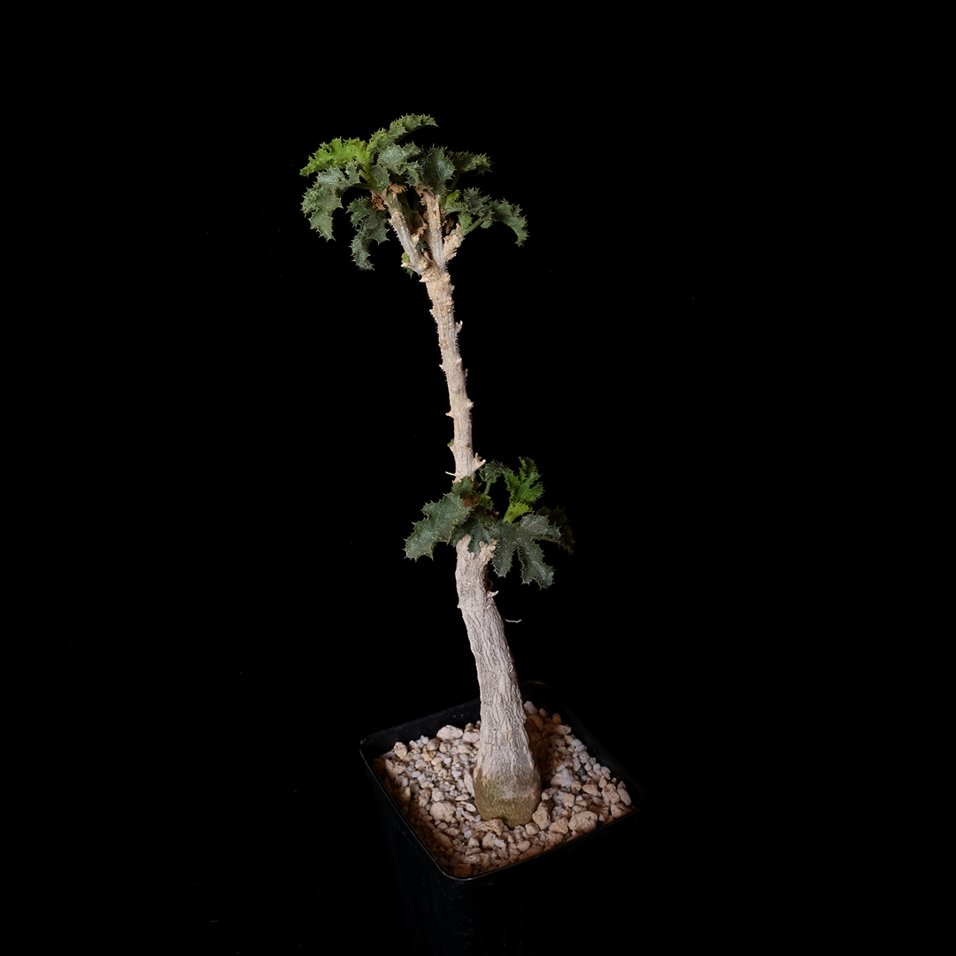 Dendrosicyos socotranus