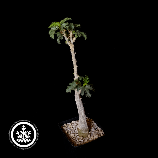 Dendrosicyos socotranus
