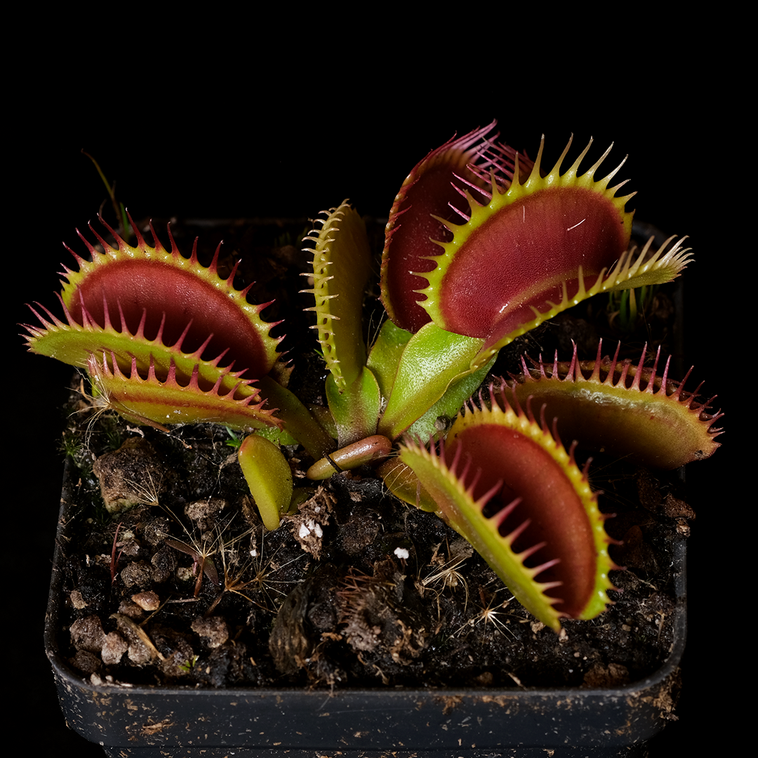 Dionaea muscipula 'Centurion'