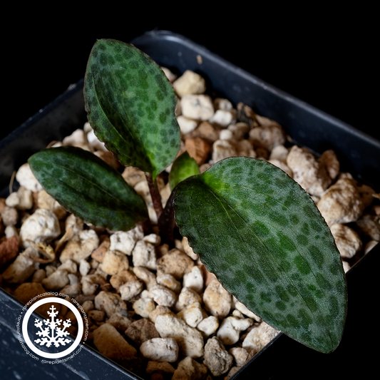 Drimiopsis burkei