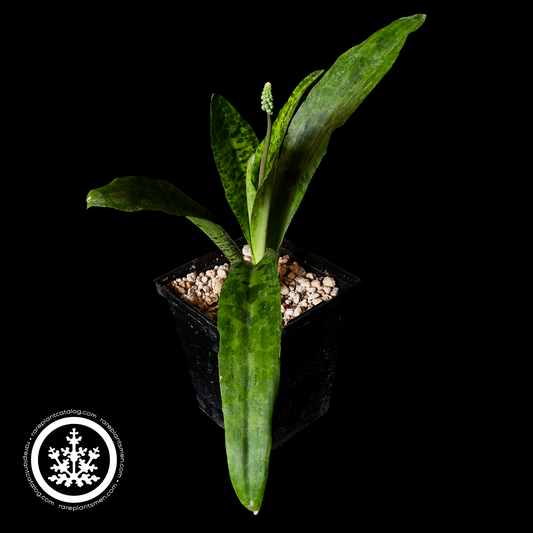 Drimiopsis maxima