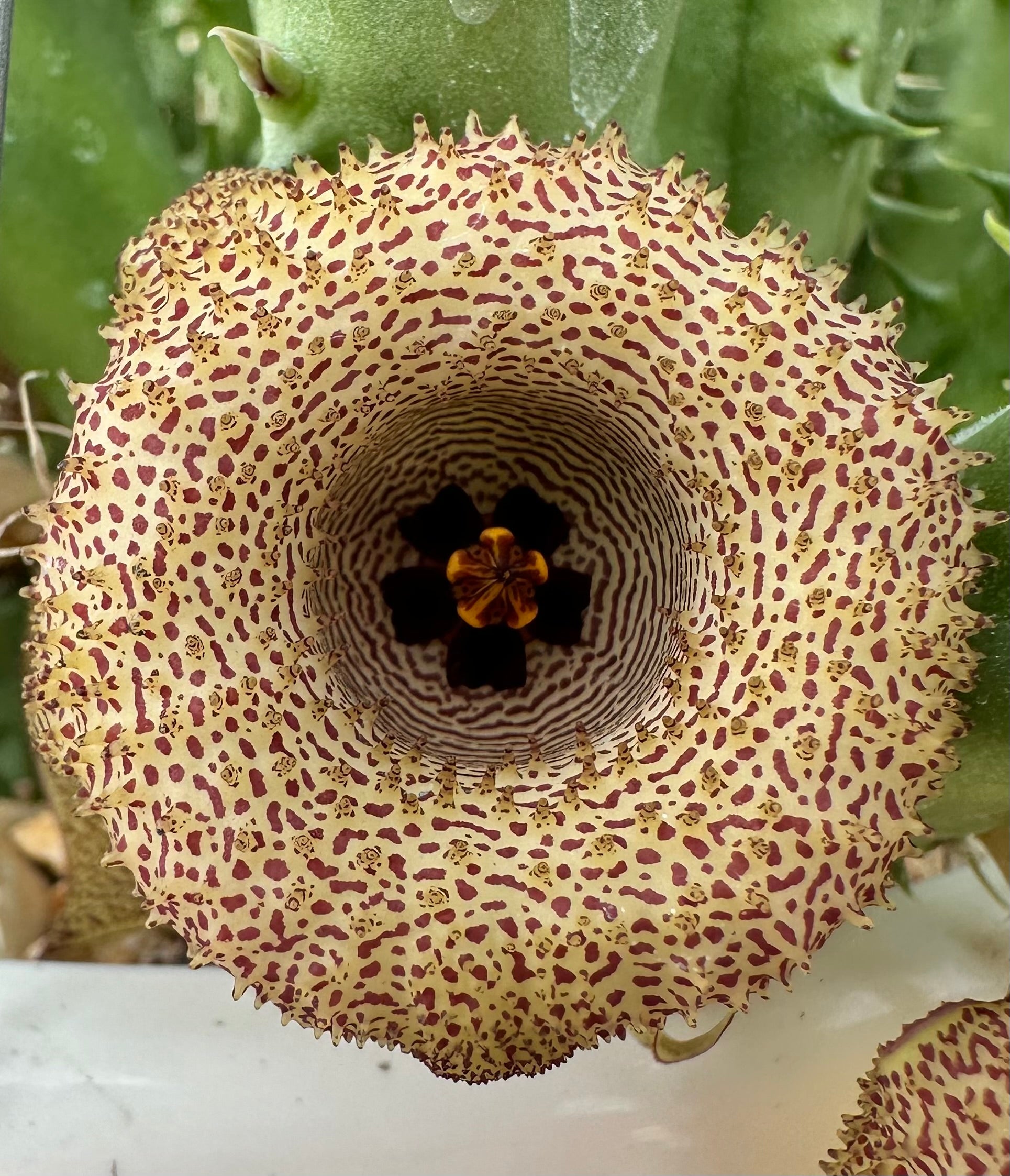 Huernia mccoyi