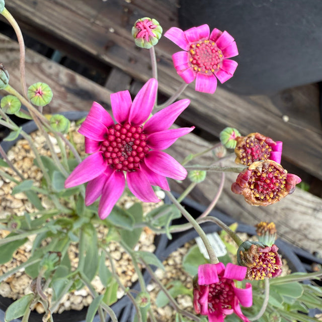 Othonna mixed-color hybrid