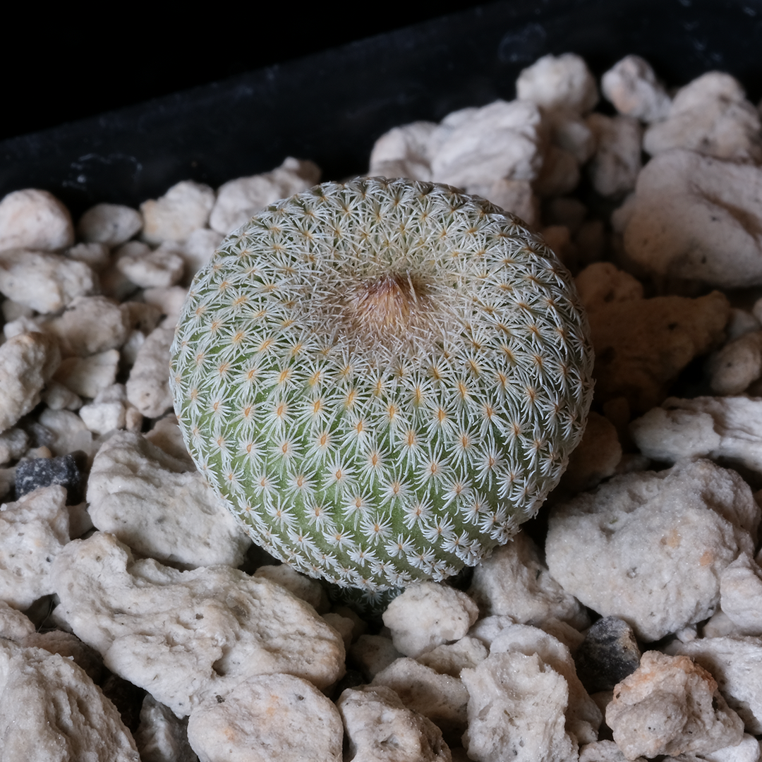 Epithelantha micromeris