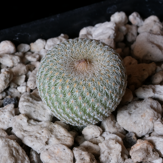 Epithelantha micromeris