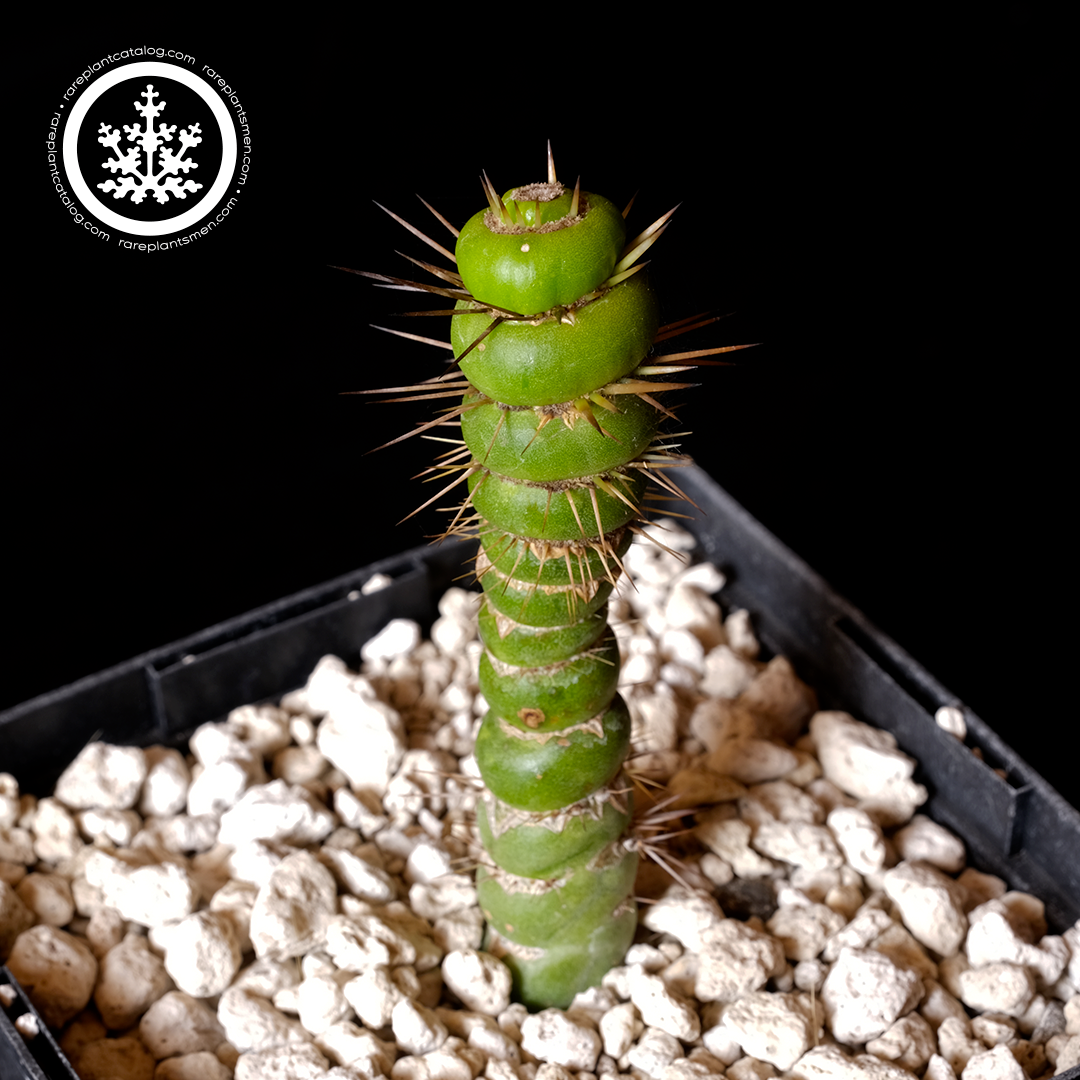 Eulychnia castenea small