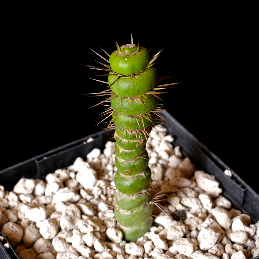 Eulychnia castenea f. varispiralis small