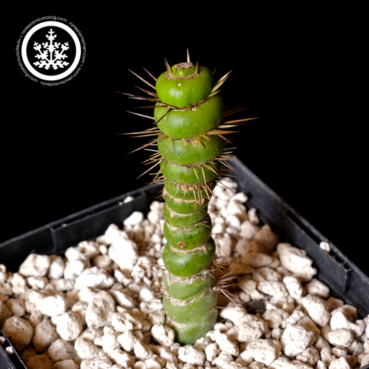 Eulychnia castenea small