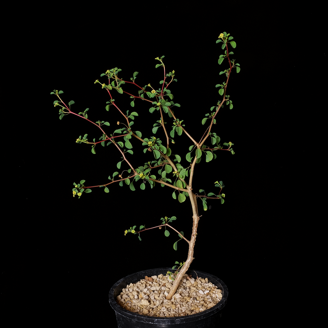 Euphorbia californica