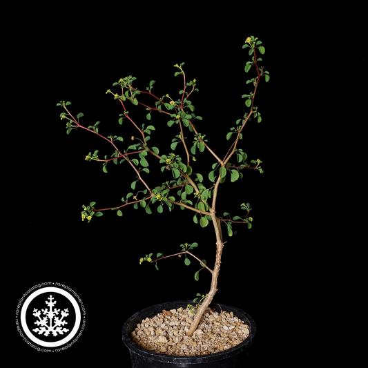 Euphorbia californica