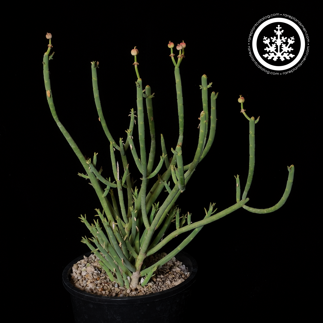 Euphorbia mauritanica