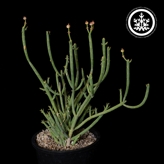Euphorbia mauritanica