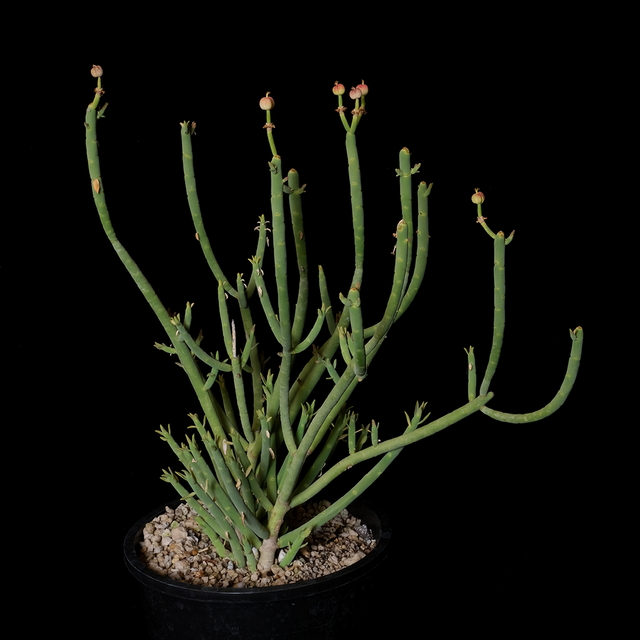 Euphorbia mauritanica