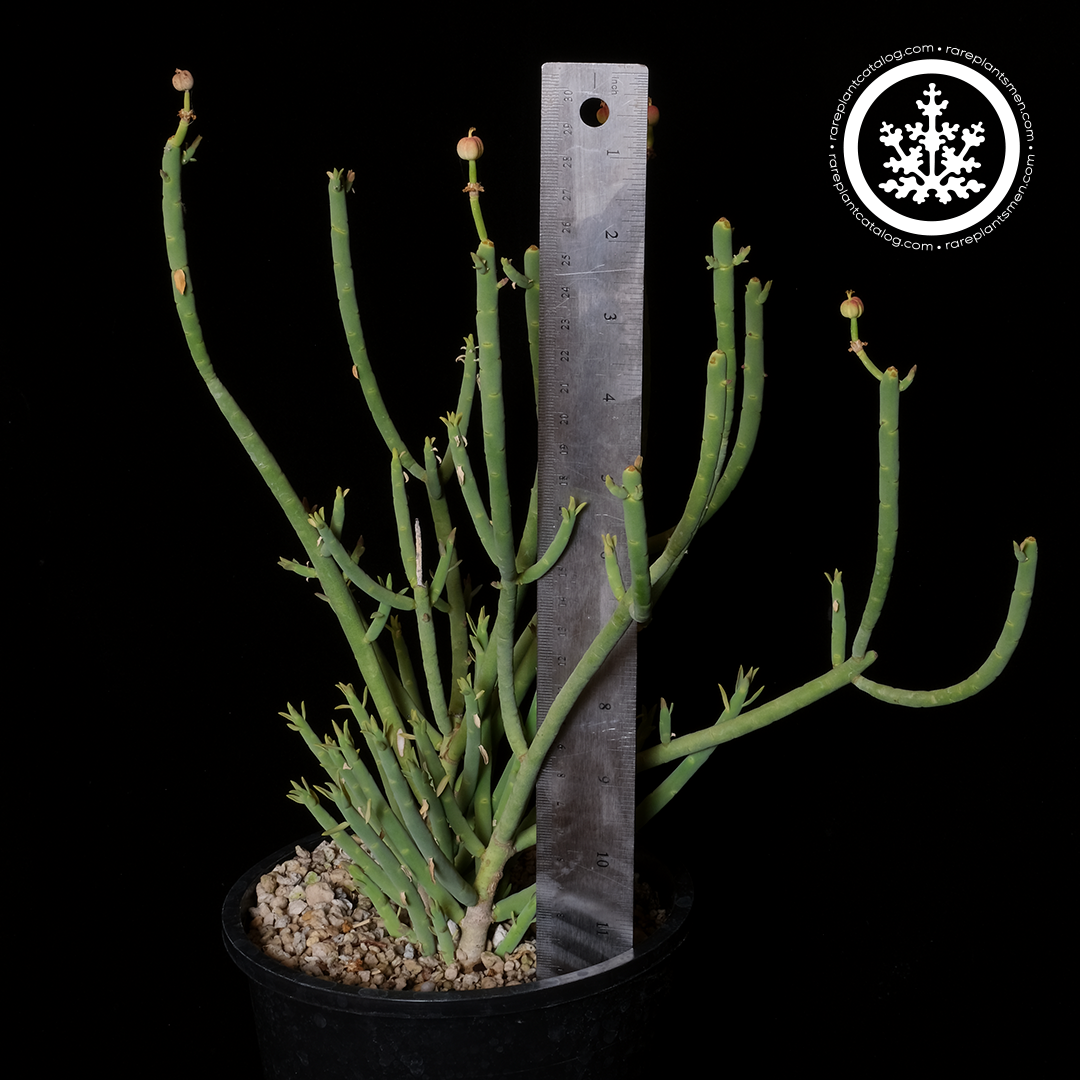 Euphorbia mauritanica