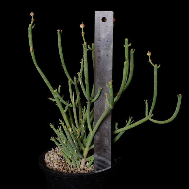 Euphorbia mauritanica