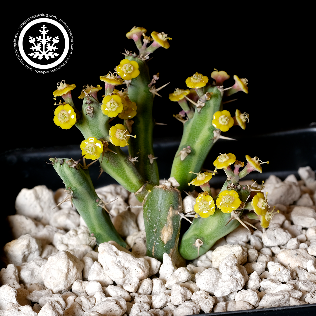 Euphorbia septentrionalis var. gamugofana