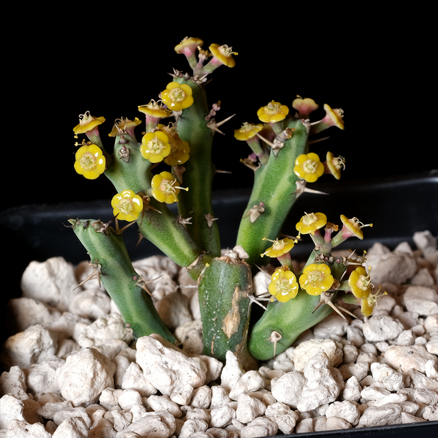 Euphorbia septentrionalis ssp. gamugofana
